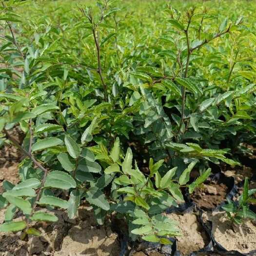 营养杯双仁酸枣苗 成活率高 正是雨季移栽季节