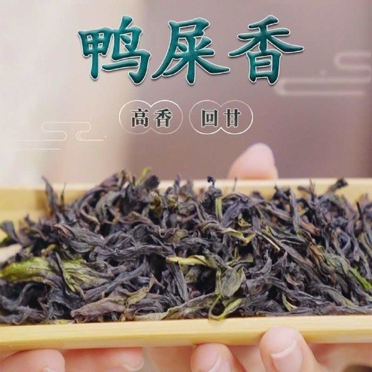 潮州潮州凤凰单丛茶 头春鸭屎香乌龙茶 浓香500g罐装