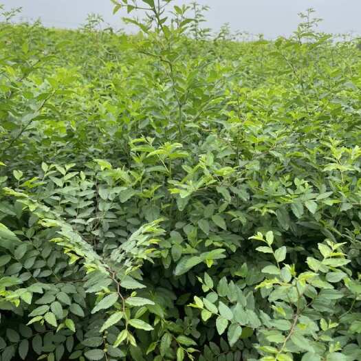 赞皇县双仁药用酸枣苗 基地现挖现发 根系好