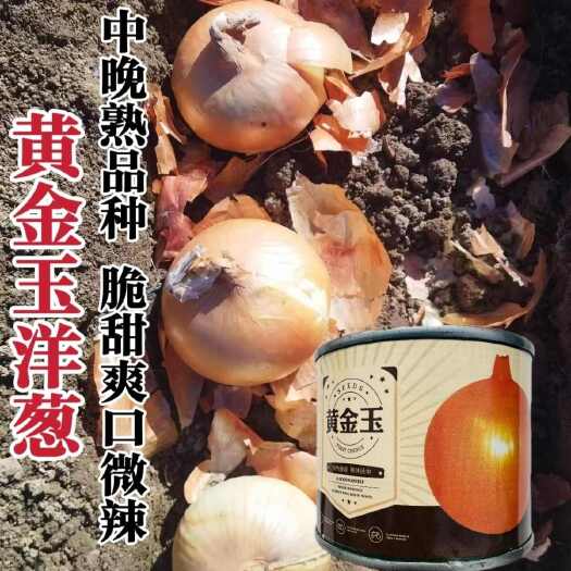 黄金玉洋葱种子黄皮洋葱种子爽脆多汁辛辣味淡有甜味水果洋葱种籽