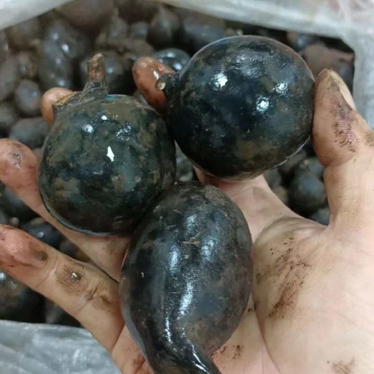 昆明纯野生乌灵参干品  鸡枞胆  雷震子 全实心 全纯黑 价格优