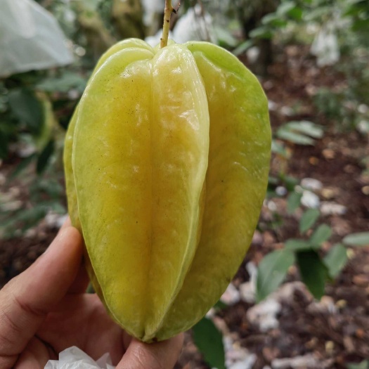 杨桃