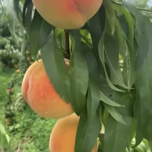 东海县精品黄桃，供黄桃罐头加工厂