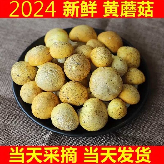 祁连县蘑菇