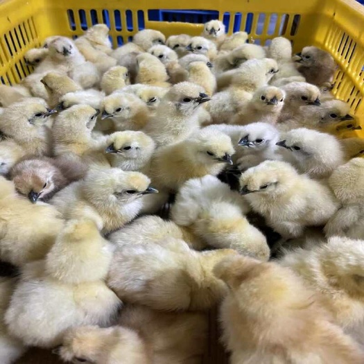 重庆市白凤乌鸡竹丝鸡泰和乌鸡无量山乌骨鸡苗五黑绿壳蛋鸡青花乌骨鸡苗
