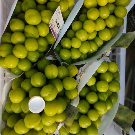 新沂市江苏省新沂市阳光玫瑰