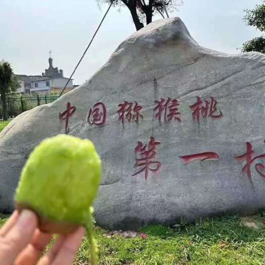 大量出售徐香猕猴桃(眉县太白山猕猴桃)