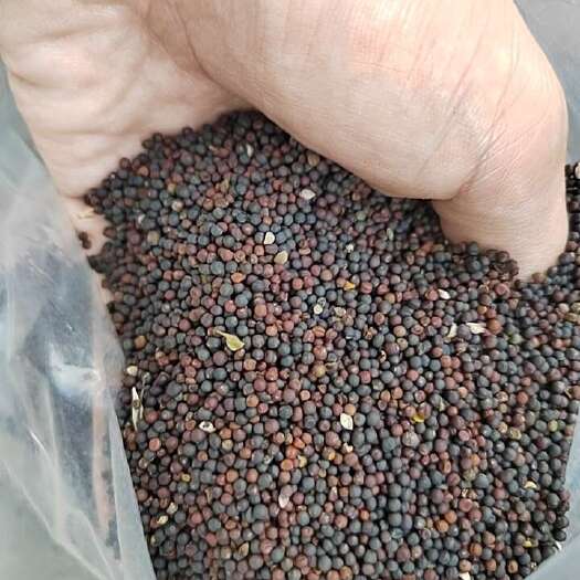 呼伦贝尔XA油菜籽，呼伦贝尔地区菜籽