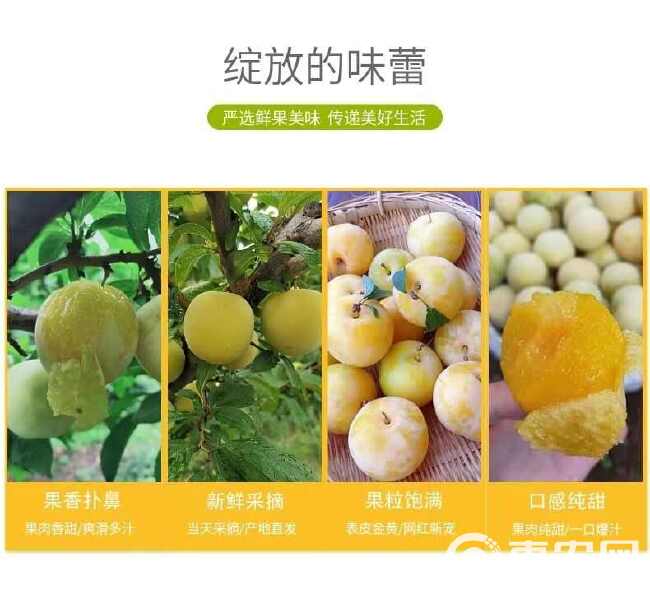 彩箱精品 四川桃花李冰糖李新鲜水果超甜超好吃当季水果3-5斤