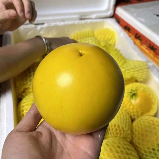 冬蜜黄晶果新鲜水果黄金亚美果蛋黄果孕妇水果