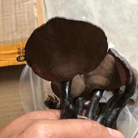 灵芝