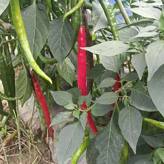 梓潼县辣椒