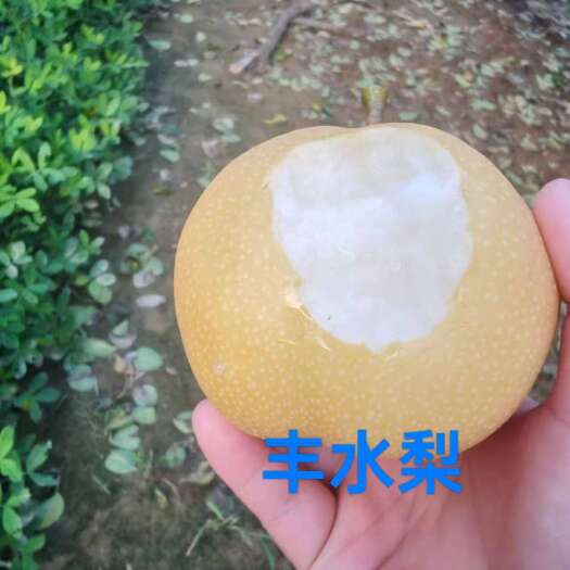 睢宁县丰水梨细腻柔滑，甜度适中，汁多肉嫩，口感清甜爽口