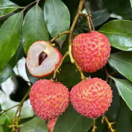带绿荔枝，挂绿荔枝，合江荔枝