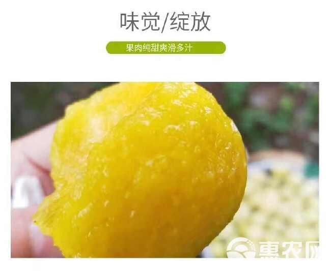 彩箱精品 四川桃花李冰糖李新鲜水果超甜超好吃当季水果3-5斤