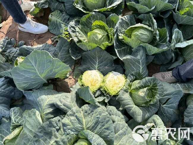 春秀牛心包菜籽牛心甘蓝种子净含量10克蔬菜基地专用口感好