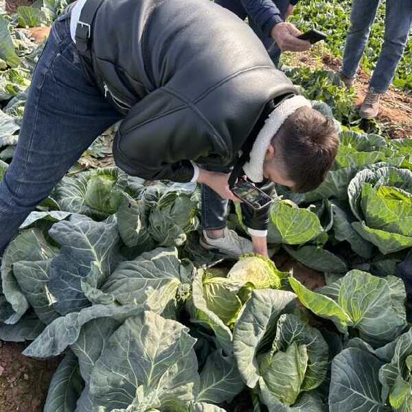 春秀牛心包菜籽牛心甘蓝种子净含量10克蔬菜基地专用口感好