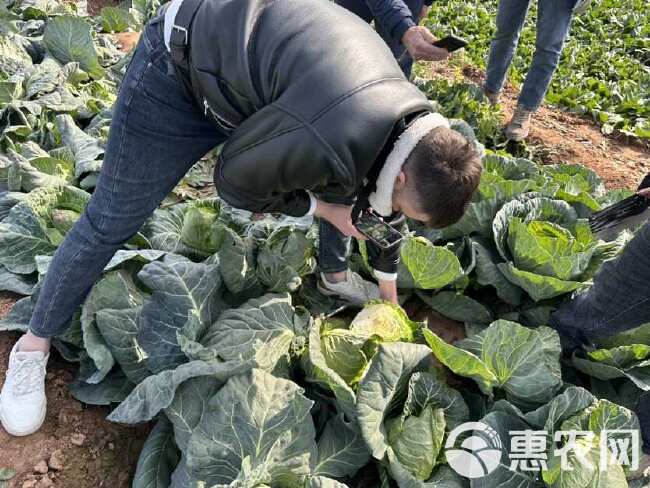 春秀牛心包菜籽牛心甘蓝种子净含量10克蔬菜基地专用口感好