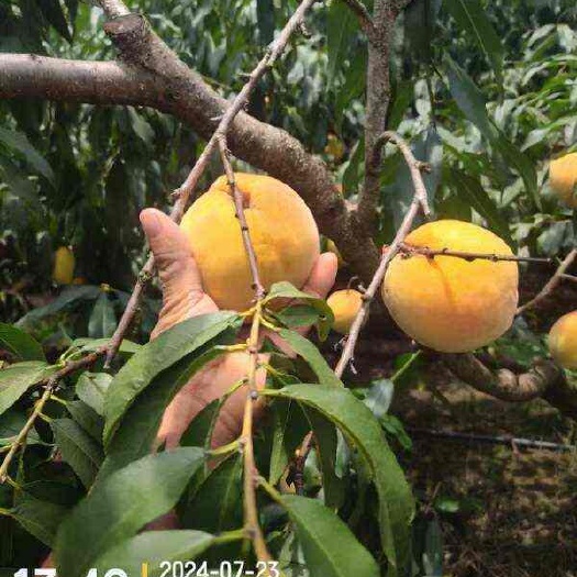 宜宾精品黄桃，三两起，平均个头都在半斤到六两。甜度高，颜色好。