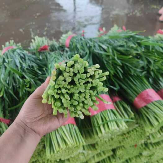 临漳县临漳万亩韭菜基地直供，价格实惠，，质量保证，有需要联系我