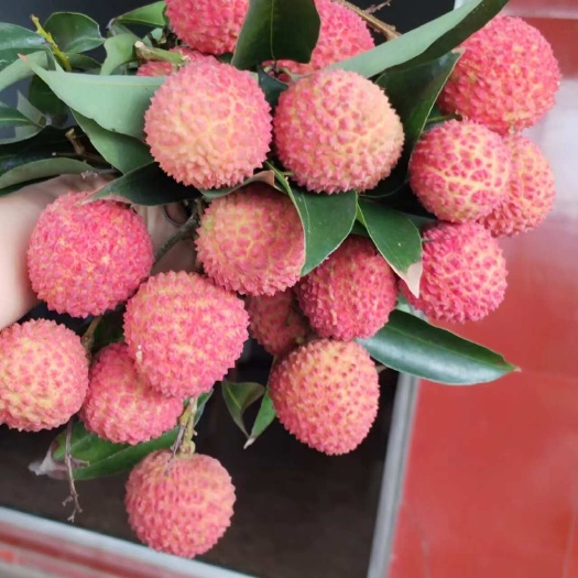 带绿荔枝，挂绿荔枝，合江荔枝