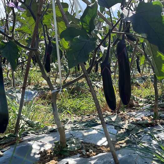 兴仁市烧烤茄