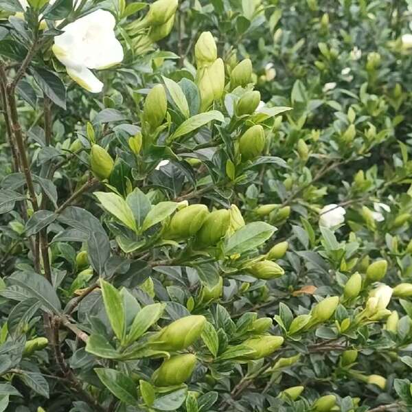 四川栀子花苗，玫瑰二栀子花苗