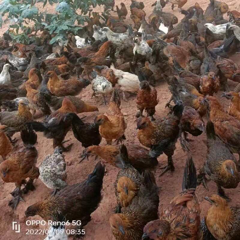 白凤乌鸡竹丝鸡泰和乌鸡无量山乌骨鸡苗五黑绿壳蛋鸡青花乌骨鸡苗