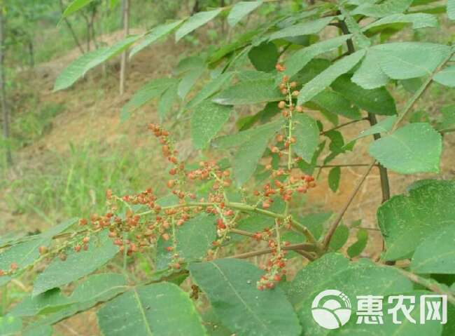 盐肤木种子护坡灌木种子蜜源树种子五倍子种子花木林木苗木种子