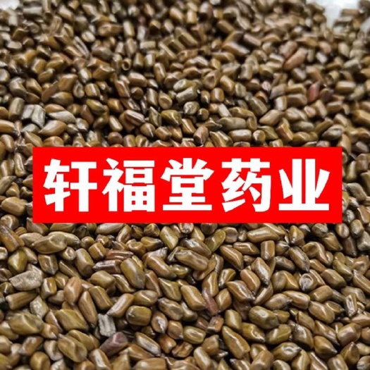 亳州【决明子】草决明实物拍摄一手货源大货供应规格齐全量大优惠