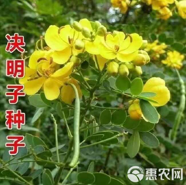 决明子种子灌木籽春夏秋播种简单易活堤坝护坡固土绿化种子