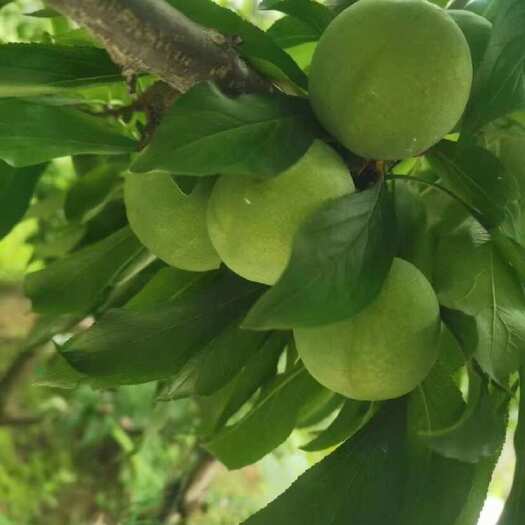 茂县李子