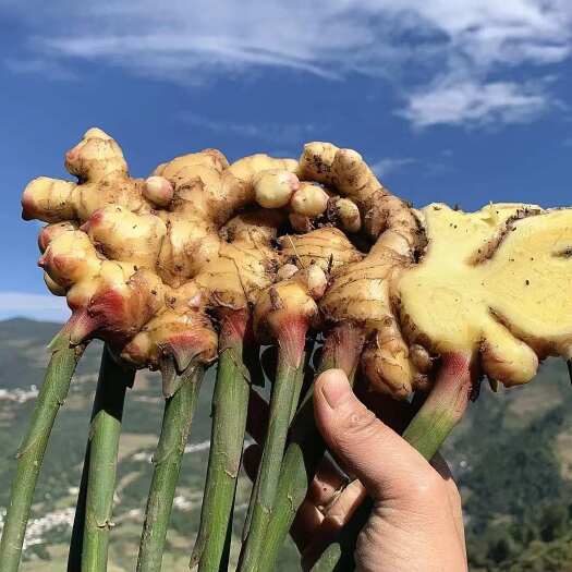 小黄姜大量有货质量保障价格美丽货源充足常年供应量大价优欢