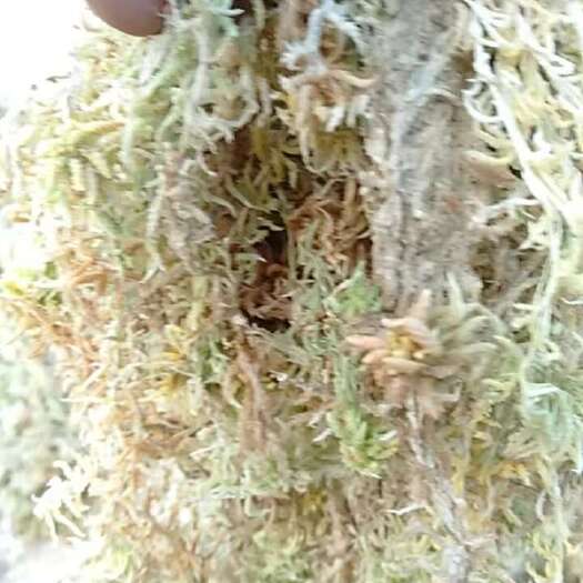 新宁县大量出水苔丶海花丶石毛