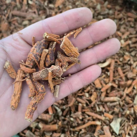 揭阳桑根批发 切段干货 桑树根 桑椹根  老桑头