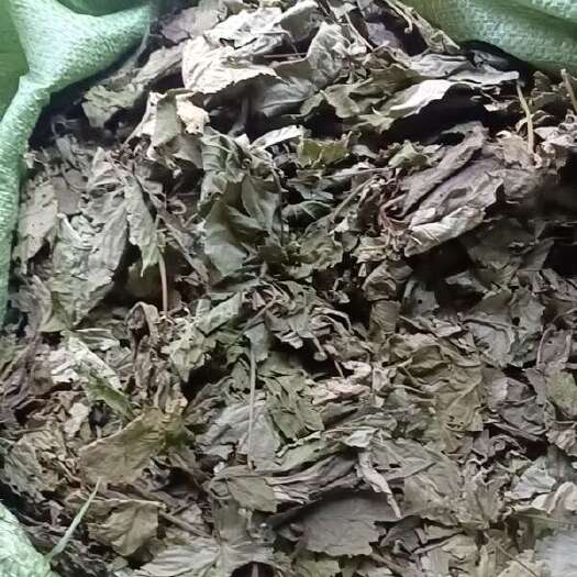 金秀县甜茶叶