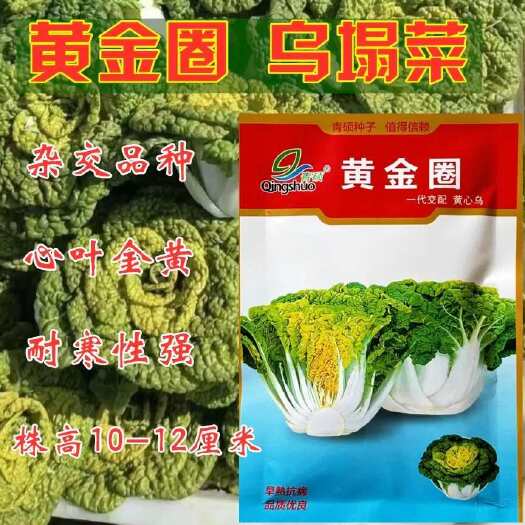 沭阳县黄金圈黄心乌塌菜种子养心菜菊花菜高钙保健耐寒四季播种蔬菜种籽