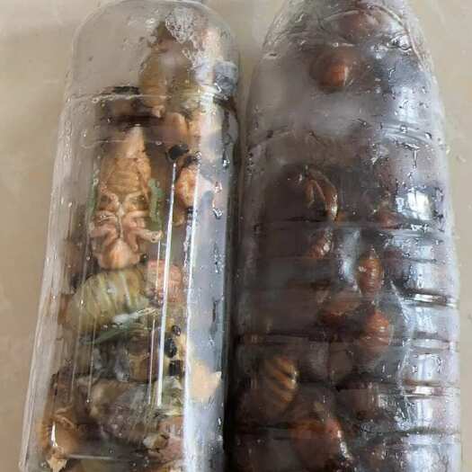 济南金蝉