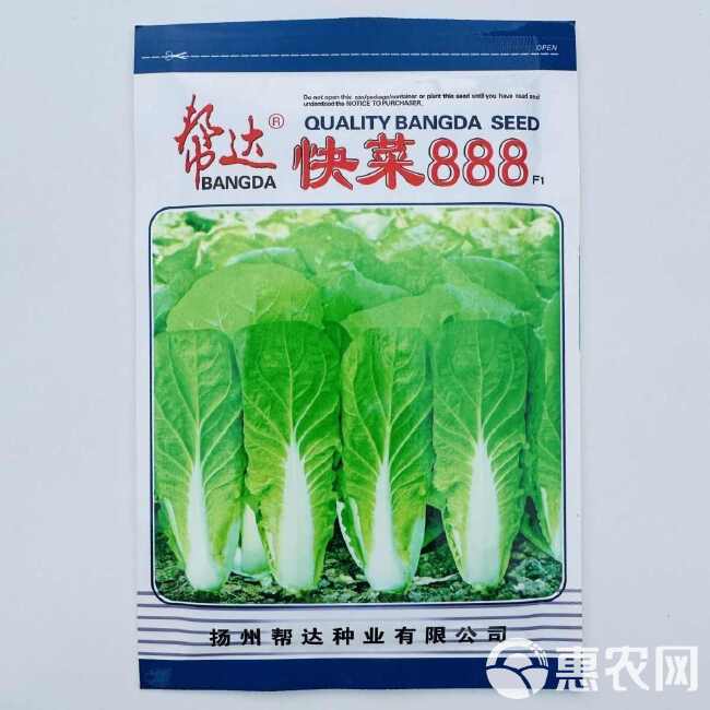 易栽培蔬菜籽快菜888菜种籽速生小白菜种子苗用型大白菜无毛白