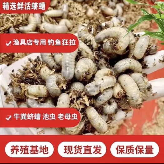 巨野县蛴螬