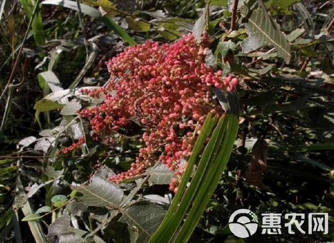 盐肤木种子护坡灌木种子蜜源树种子五倍子种子花木林木苗木种子