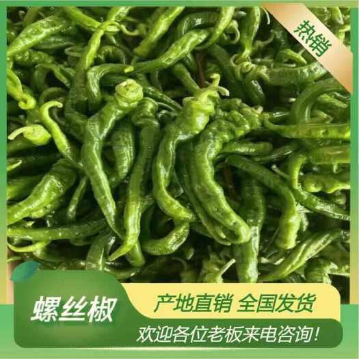 徐闻县螺丝椒 15~20cm 中辣 靑色