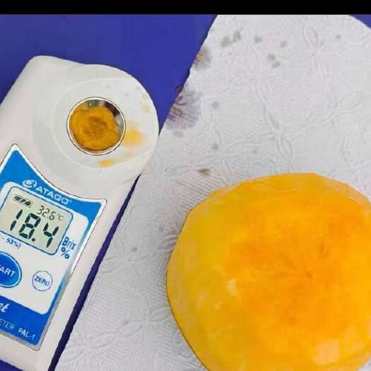 巴中太秋甜柿苗， 太秋柿子苗，太秋，大秋柿子苗