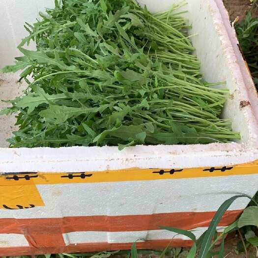 北京芝麻菜 野菜 特菜 基地种植