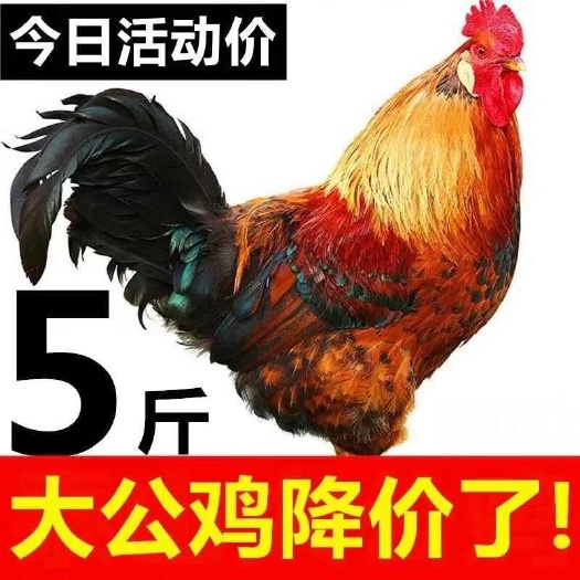 济南散养现杀公鸡土鸡老公鸡走地鸡新鲜鸡肉整只鸡老母鸡大公鸡
