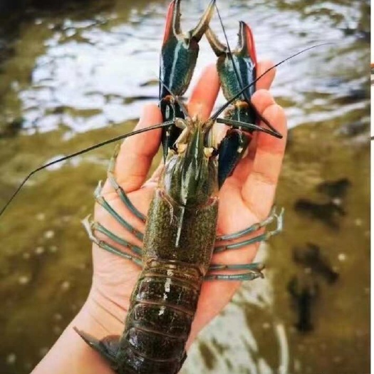 化州市澳洲淡水龙虾