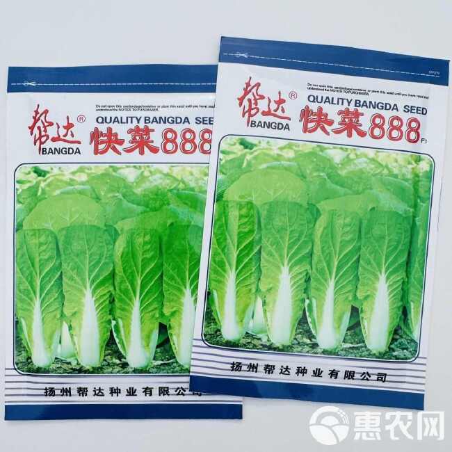 易栽培蔬菜籽快菜888菜种籽速生小白菜种子苗用型大白菜无毛白