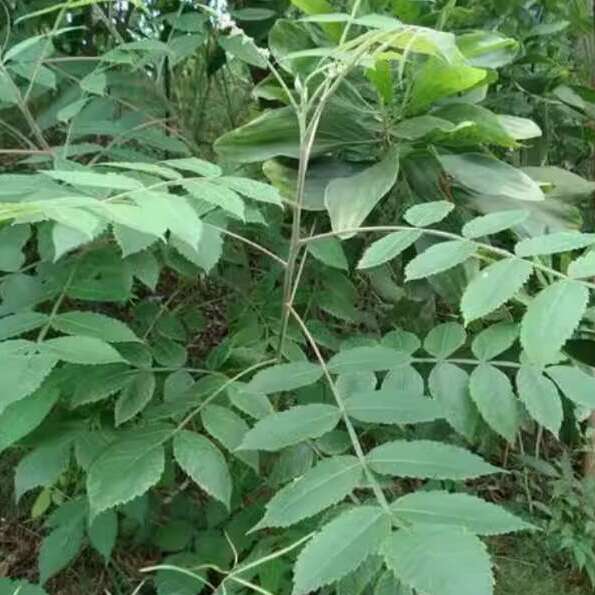 盐肤木种子护坡灌木种子蜜源树种子五倍子种子花木林木苗木种子