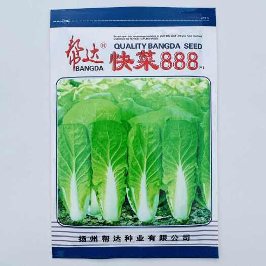 南京易栽培蔬菜籽快菜888菜种籽速生小白菜种子苗用型大白菜无毛白
