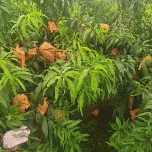 大荔县黄蟠桃